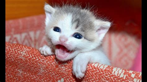 Dec 1, 2020 · Kittens meowing in this newborn kittens meowing videos. Kitten meowing because baby cats meowing are so cute. Kittens meowing for mom, kittens meowing loudly... 
